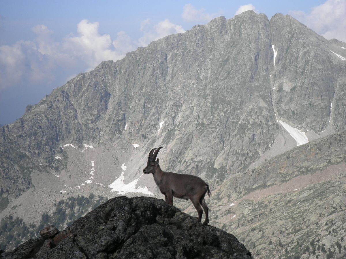 bouquetin dans le Mercantour