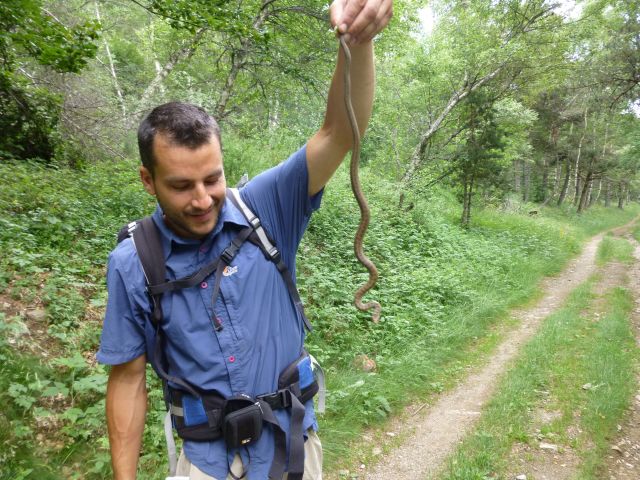 Une couleuvre vipérine près du village des Alpiers