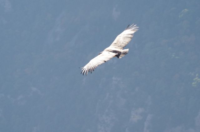 Le vautour plane sous la crête